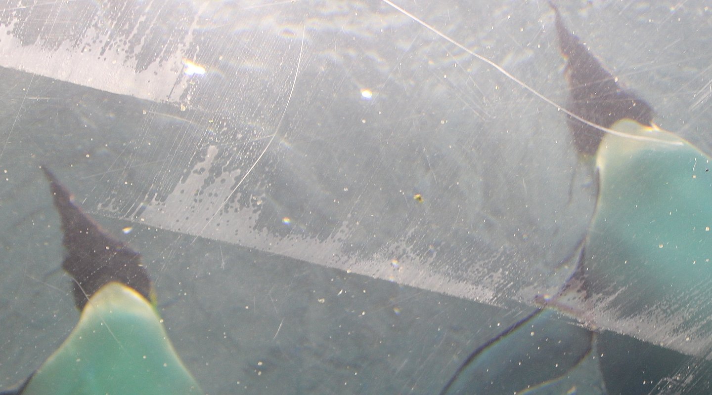 Bild von Pinguinen von unten durchs Eis fotografiert als Symbolbild für Linux